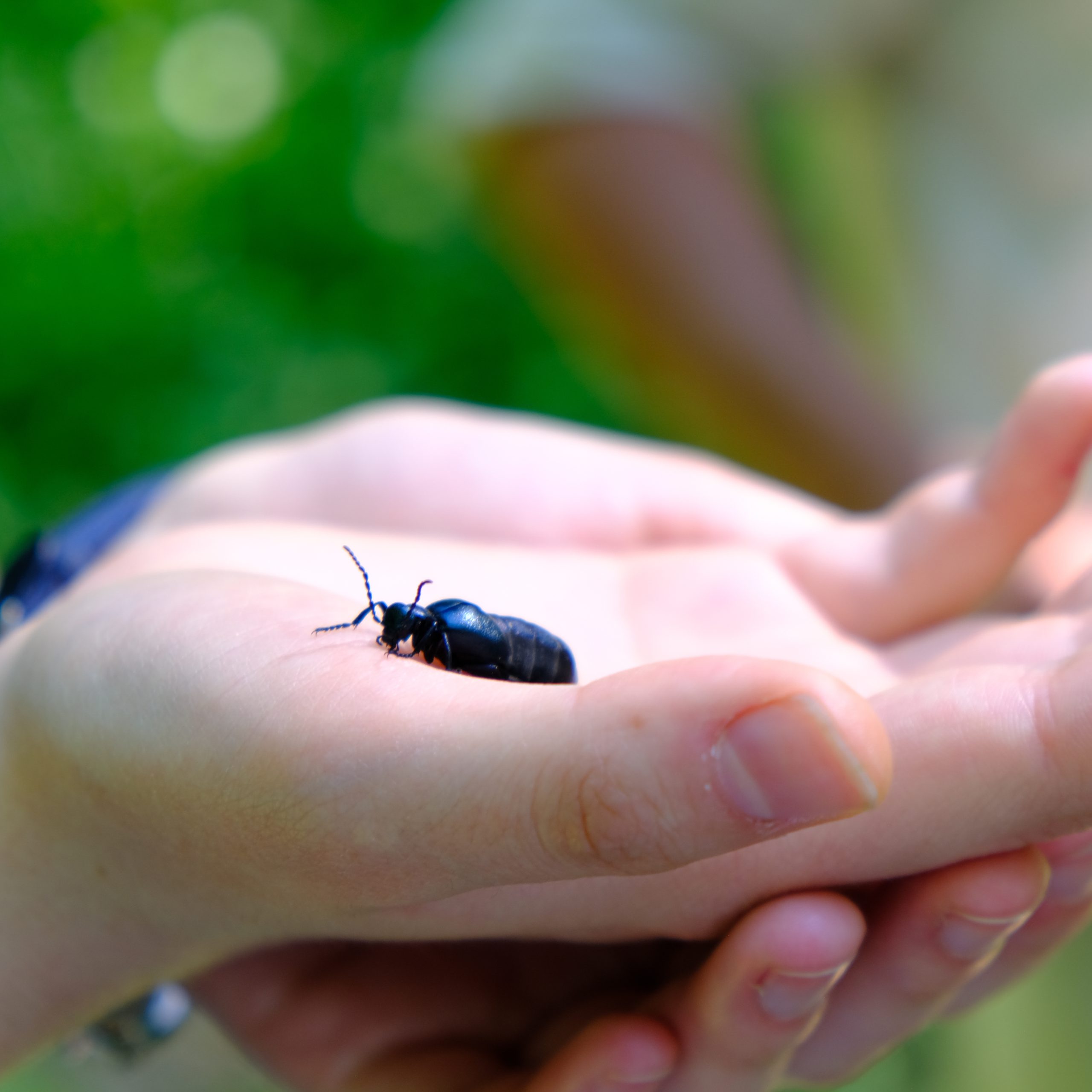Käfer auf Hand