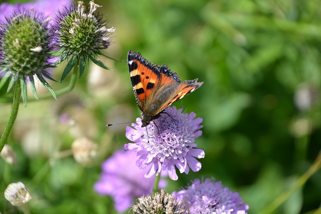 Schmetterling auf Blume