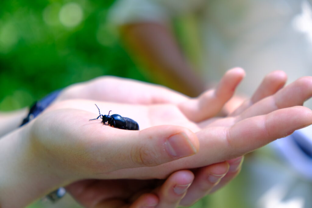 Käfer auf Hand